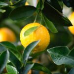 Mixture with warm water can alleviate symptoms