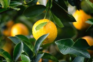 Mixture with warm water can alleviate symptoms
